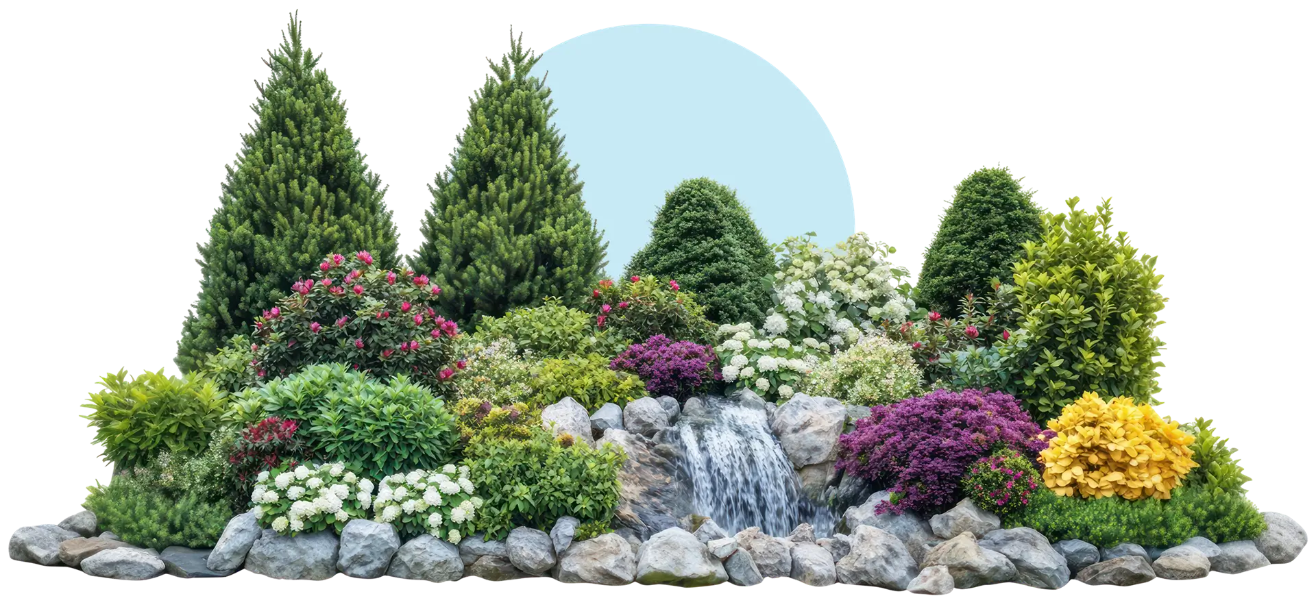 Mixed shrub and conifer border in bloom